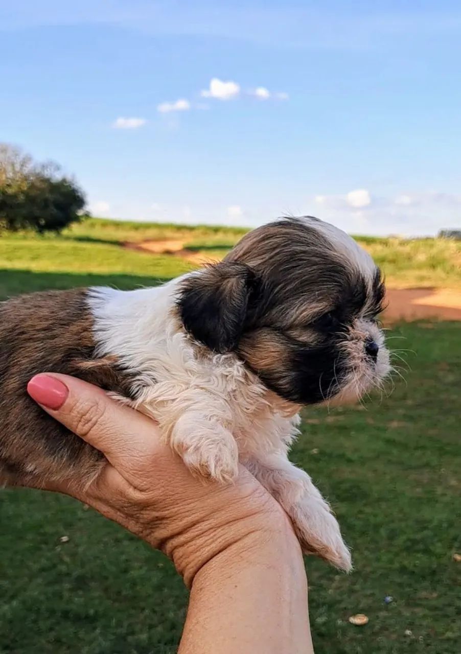 Shih Tzu Fêmea - Linda e Carinhosa - Foto 3