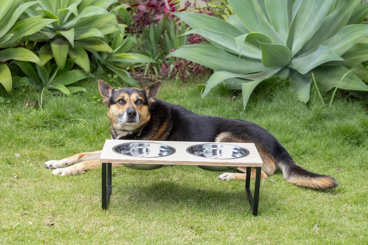 Comedor para seu pet - Foto 2