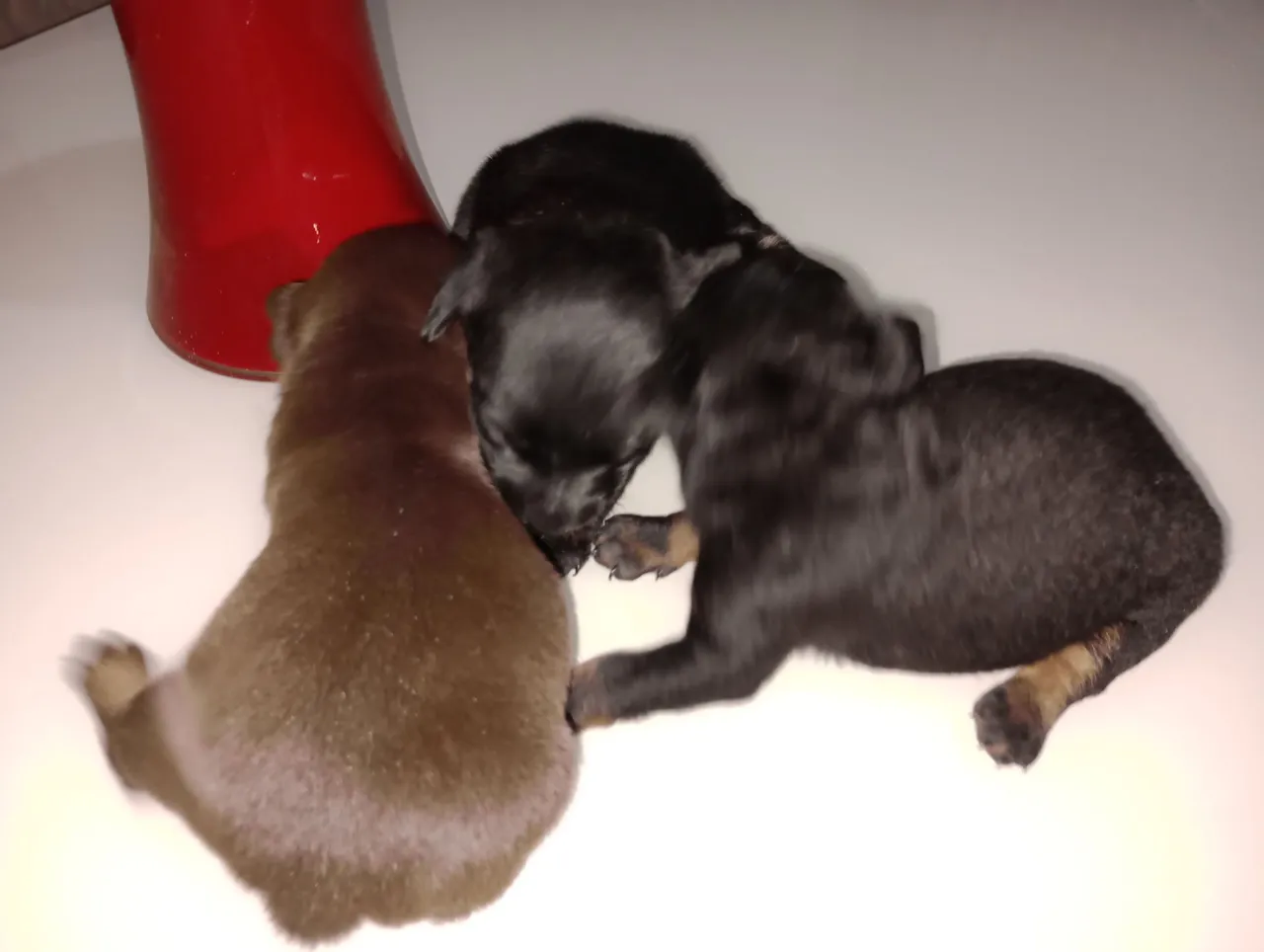 Cachorro