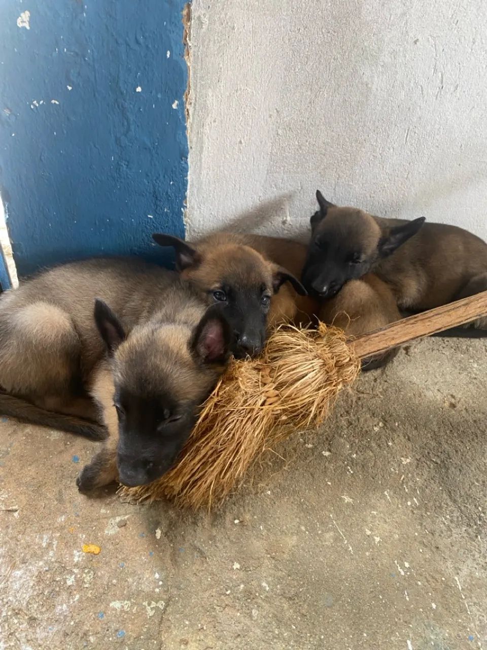 Filhotes de Pastor Malinois - Foto 2