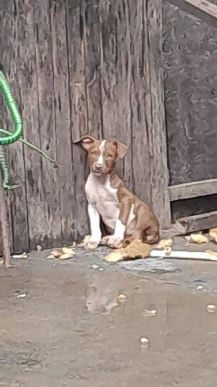 Filhote de Pitbull