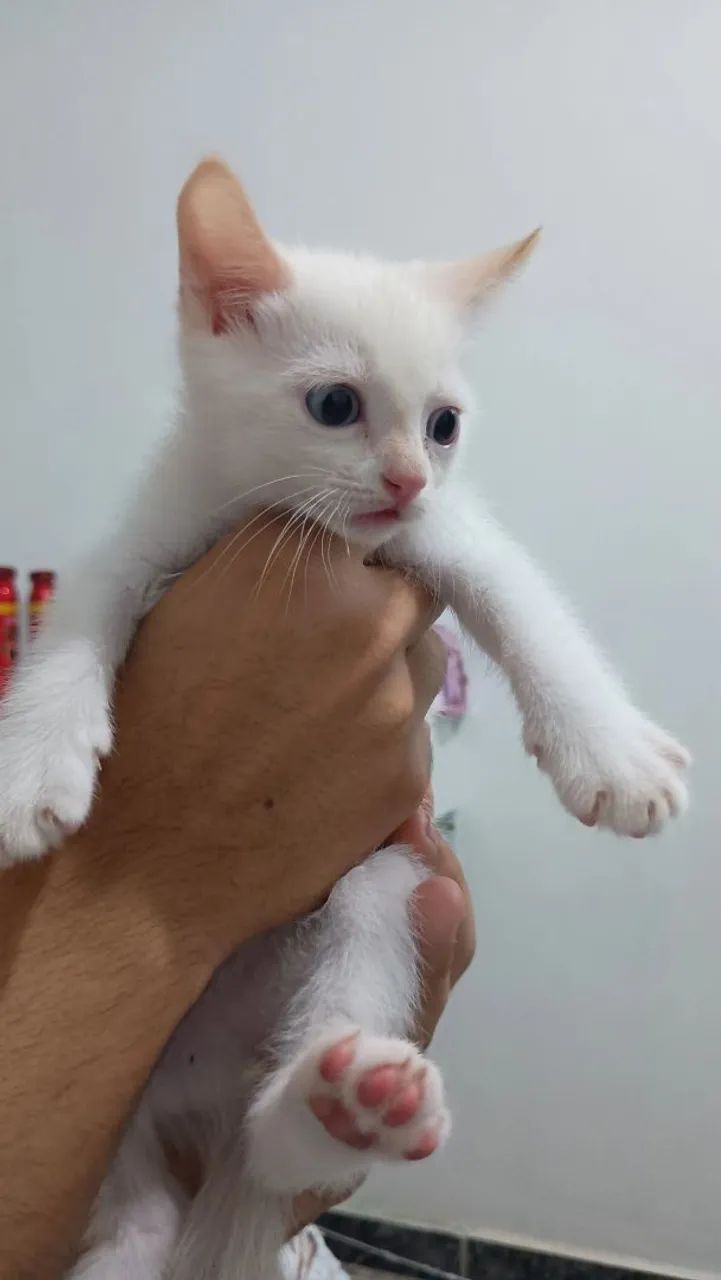 DOA-SE KITTENS64639805592451123