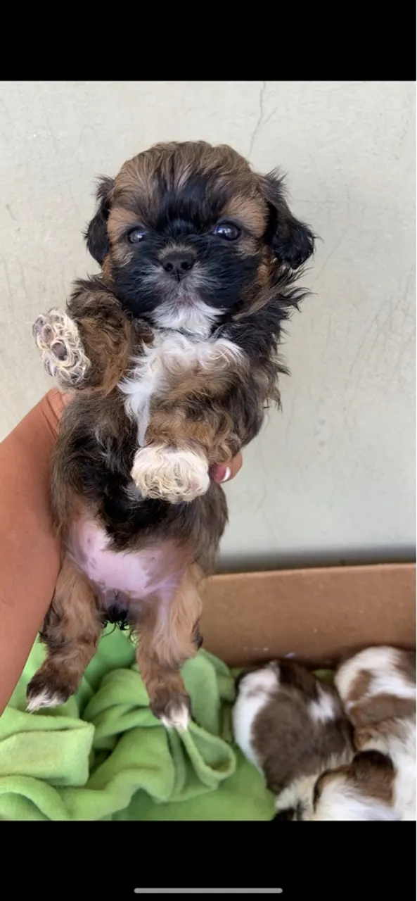 Filhote Shih Tzu Macho e Fêmea - Pelagem Charmosa!
