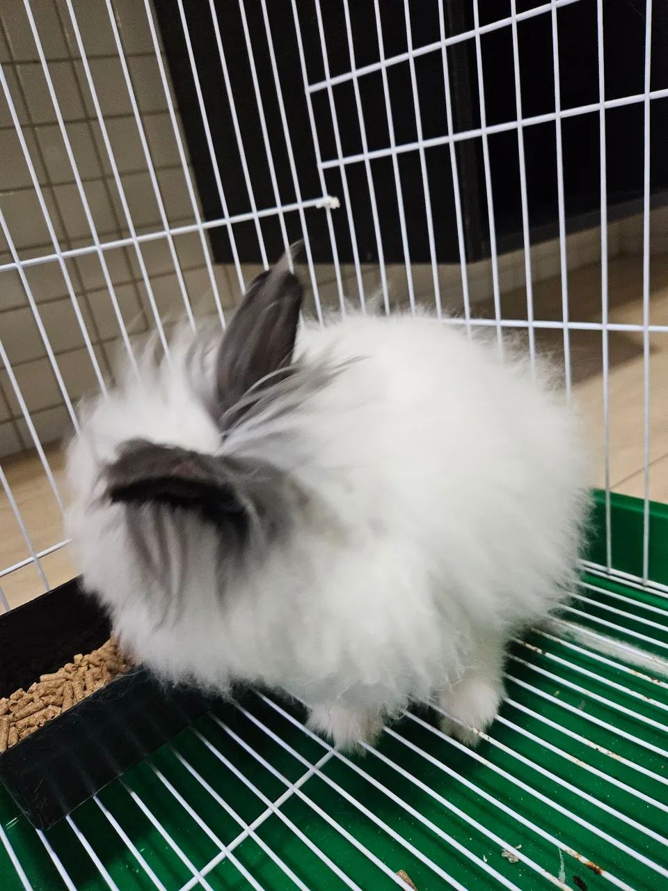 Coelhinho Angorá disponível para venda - Foto 4