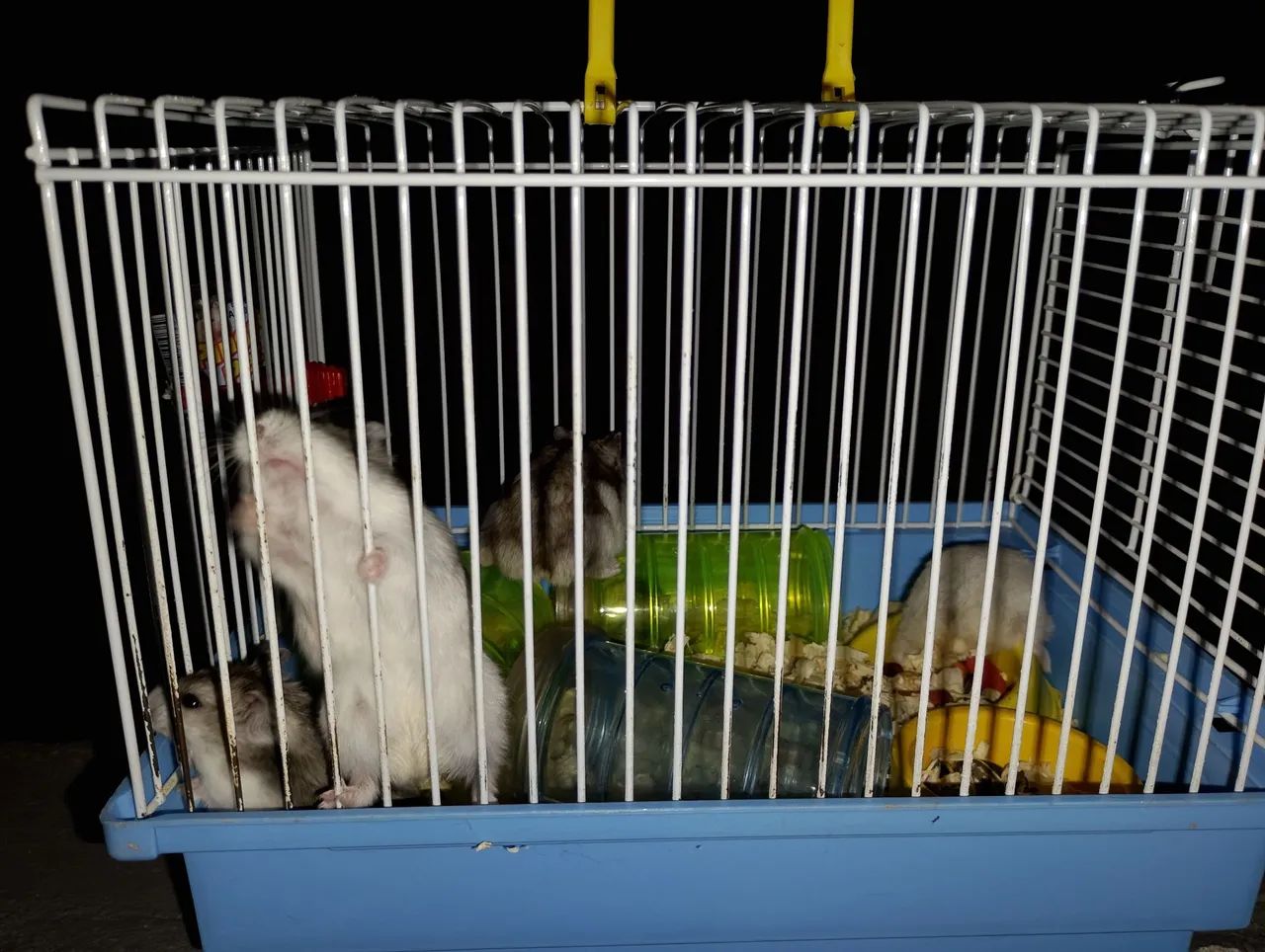 Hamster anão filhotes 