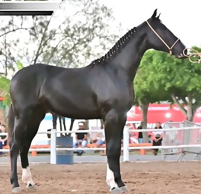 Mangalarga paulista exemplar