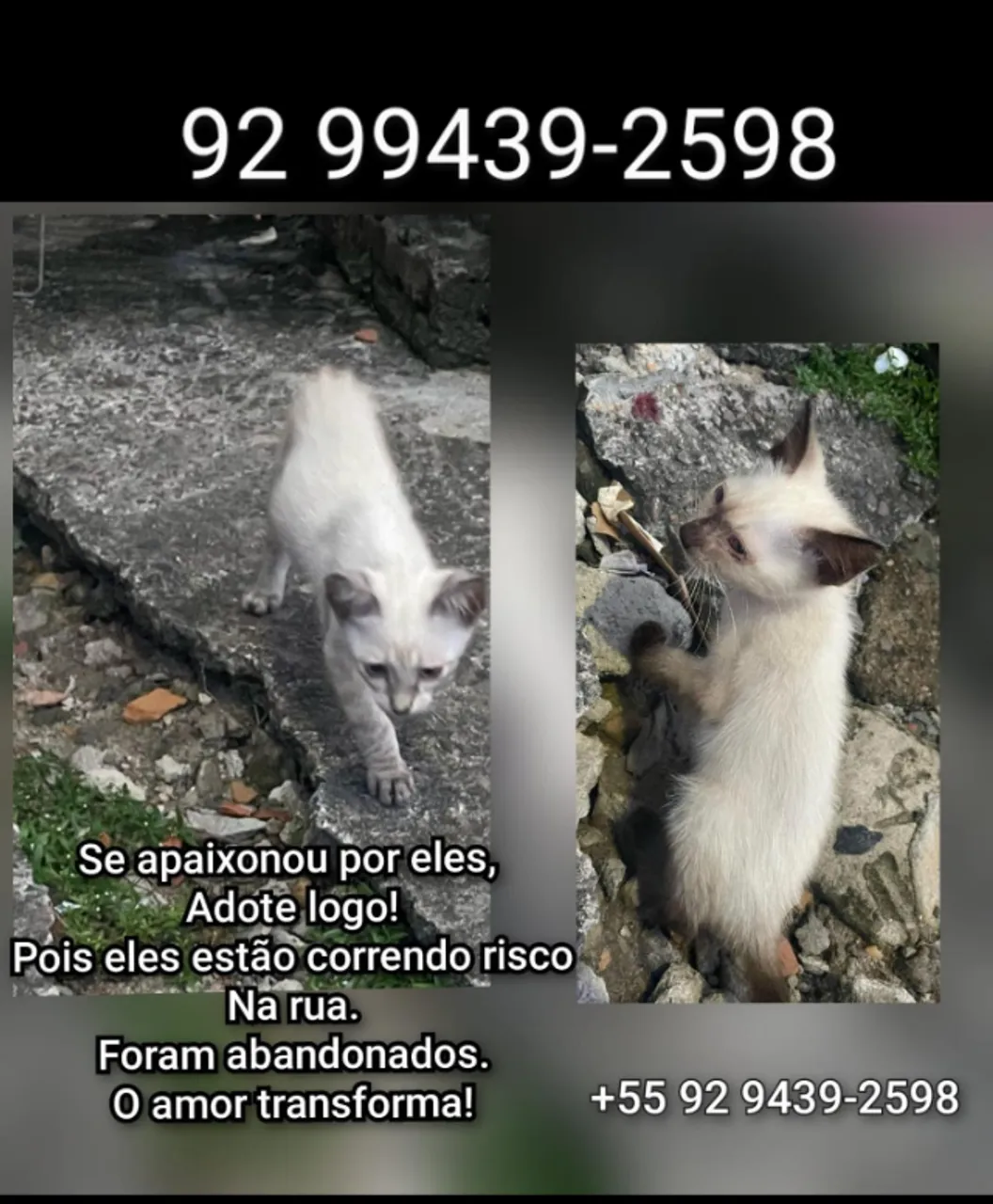 Adoção responsável - gatinhos