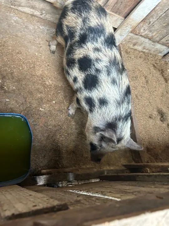 Porco (Mini porco) - Foto 4