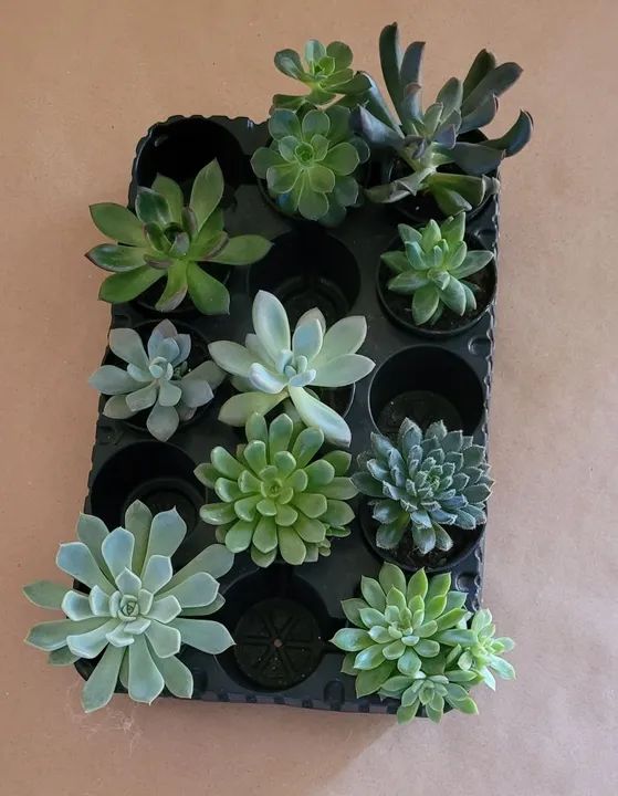 Suculentas pote 06 (mini)