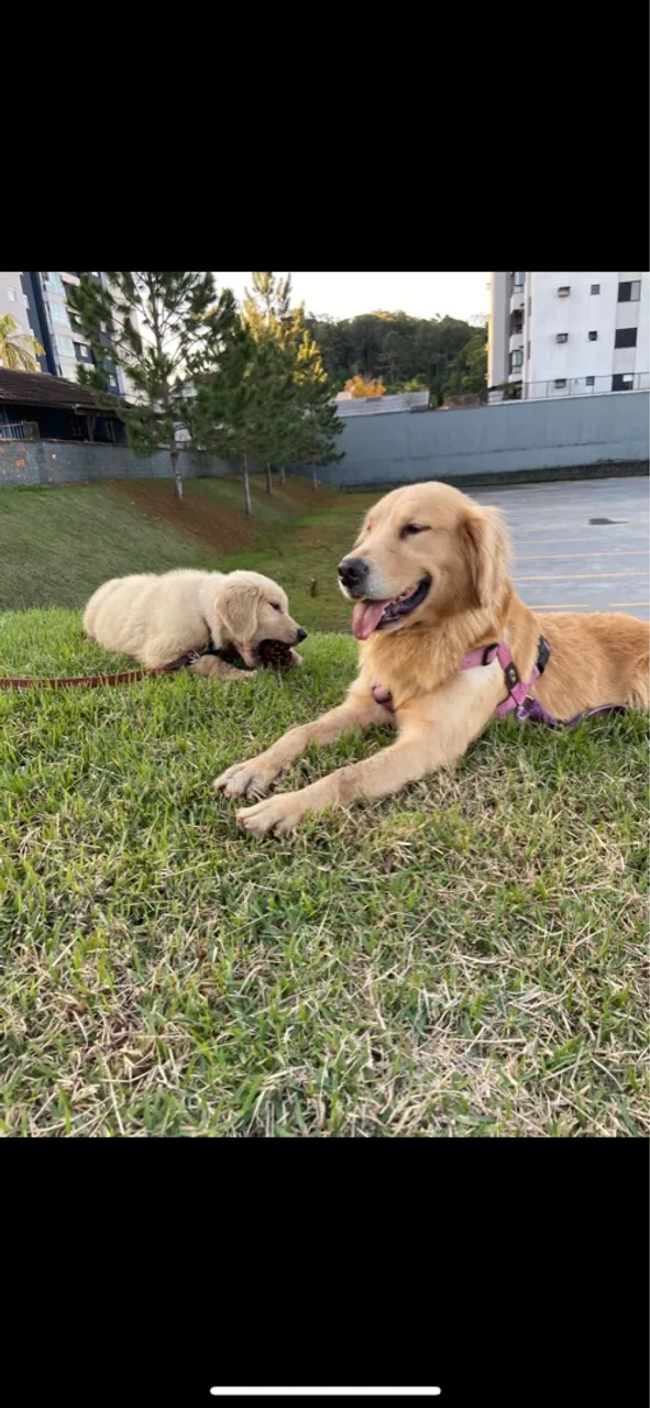 Dois filhotes Golden Retriever