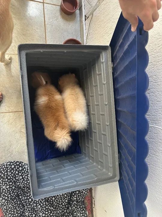 Casinha Pet Cachorro Teto Retrátil Polietileno MOKOI tamanho P - Foto 6