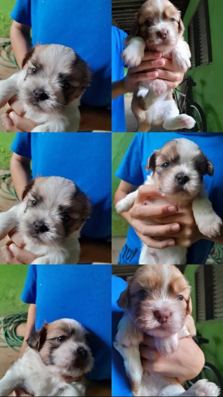 vendo filhote de shih tzu,preciso vender urgente 