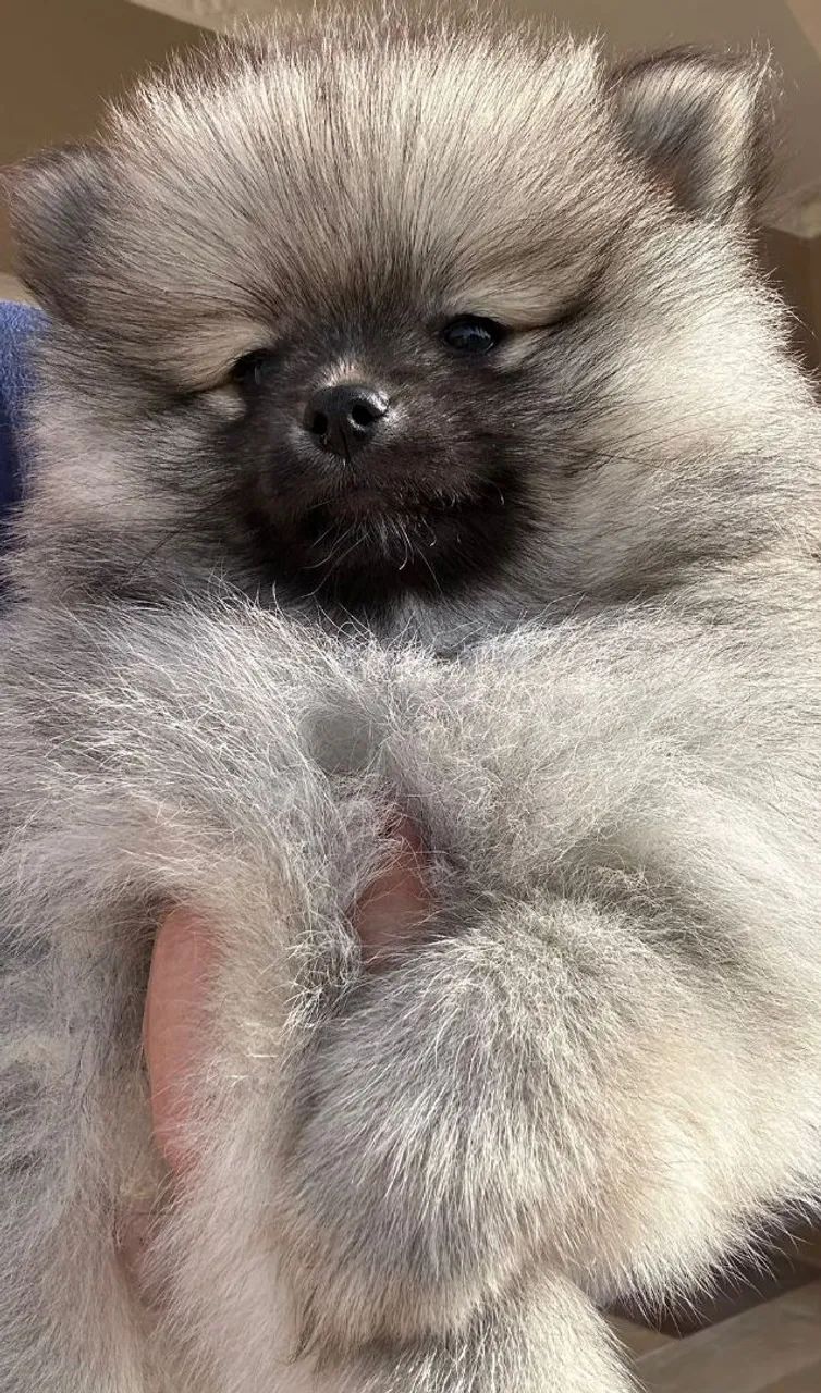 Filhotes Spitz Alemão Anão / Lulu da Pomerania  - Foto 2