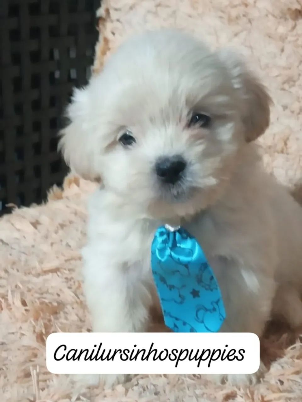 seu sonhado bebe de lhasa apso garanta hoje seu  - Foto 5