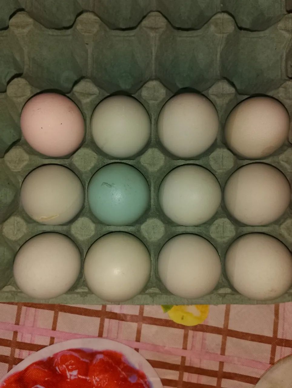 Ovos férteis GSB  - Foto 4