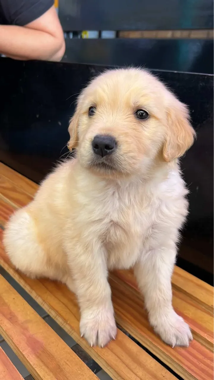 Filhote de Golden Retriever disponível para Venda