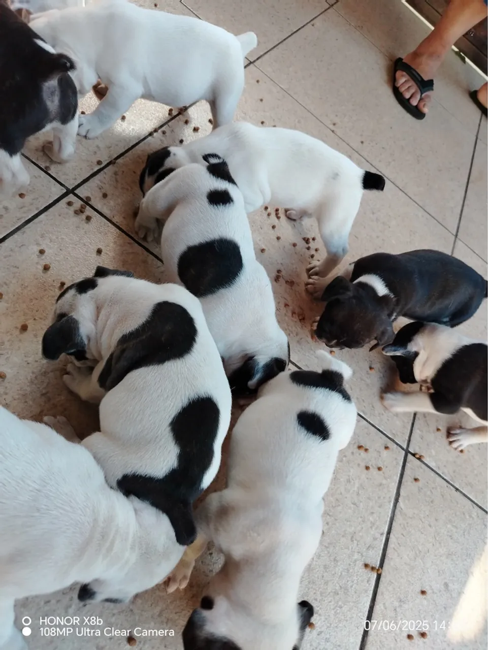 Filhote de Bulldog francês