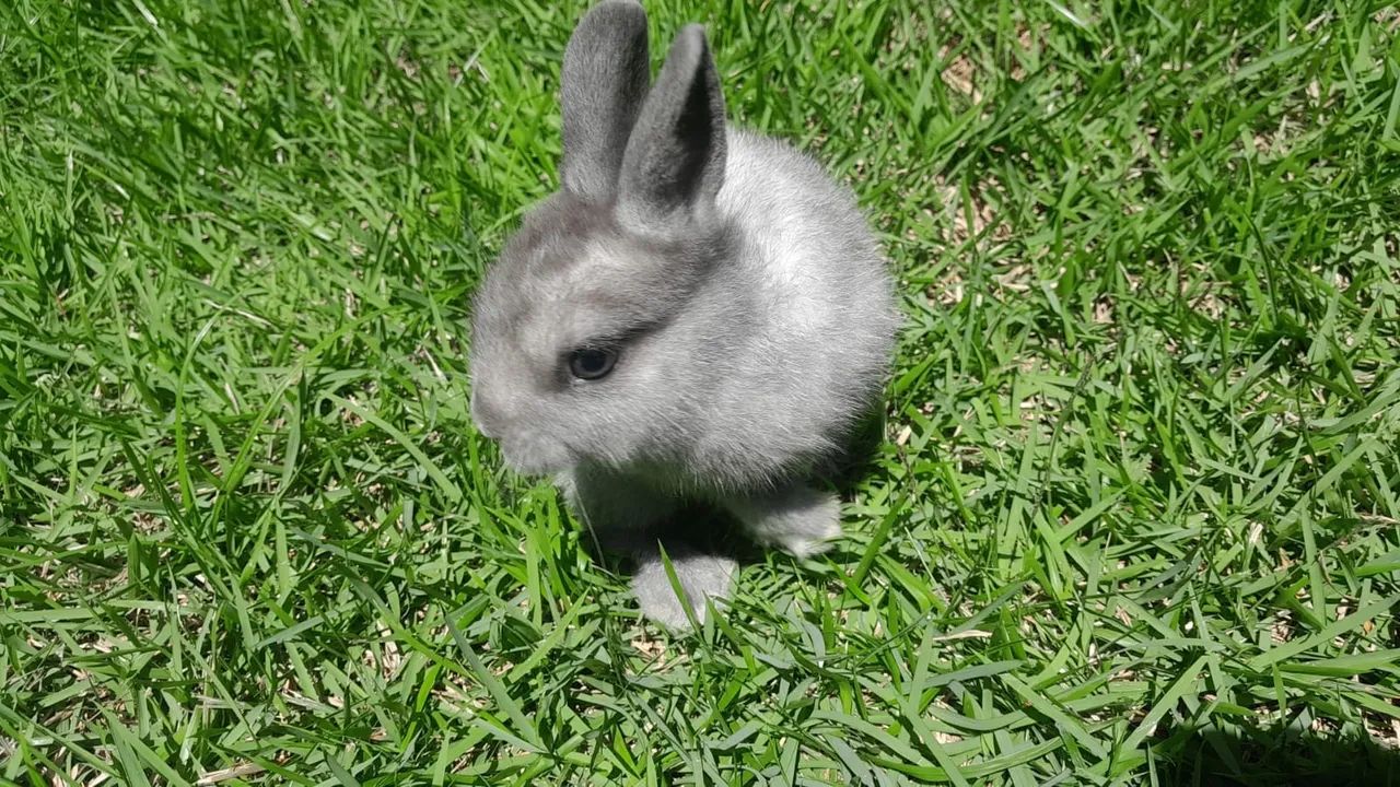 Coelho netherland Dawf  - Foto 2