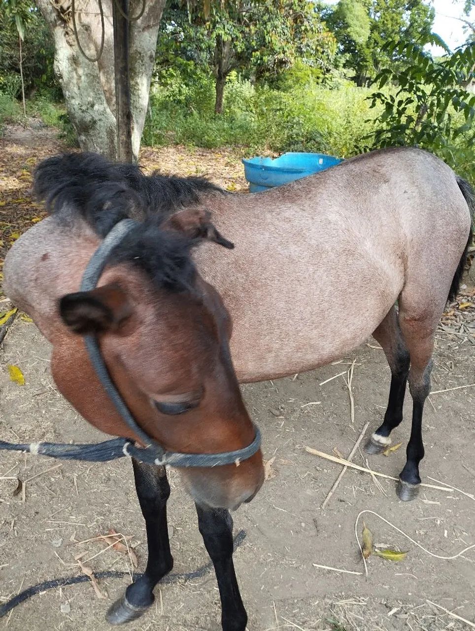 Vendo essa potra  - Foto 3