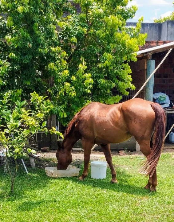 Cavalo Quarto de Milha para venda - Foto 3