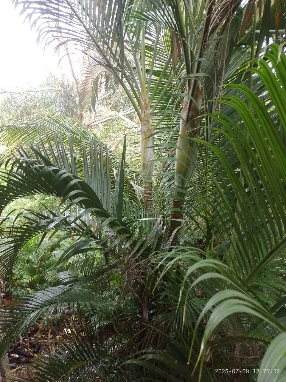 Sítio em Camaçari  - Foto 5
