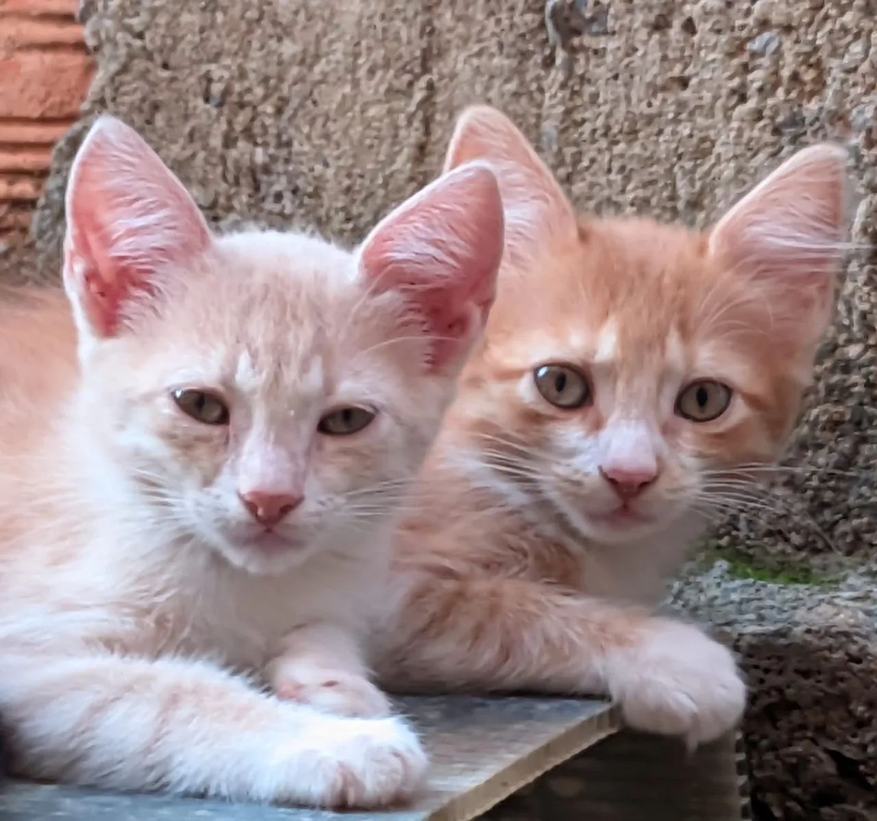 Doa- se gatinhas. - Foto 2