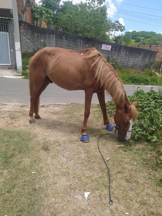 Cavalo castanho para venda