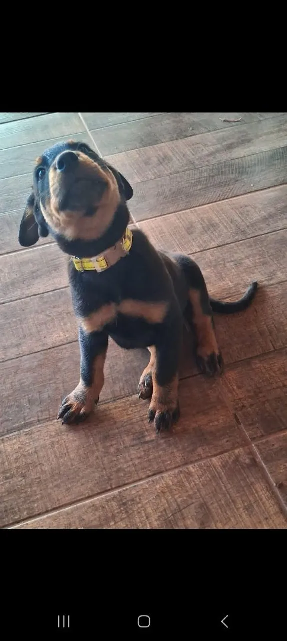 Filhote de Rottweiler