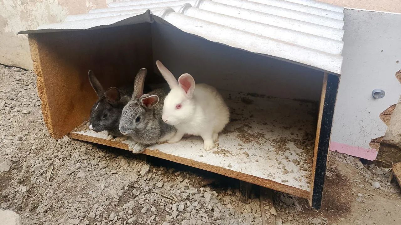 Filhotes de coelhos Gigante64750427719555122