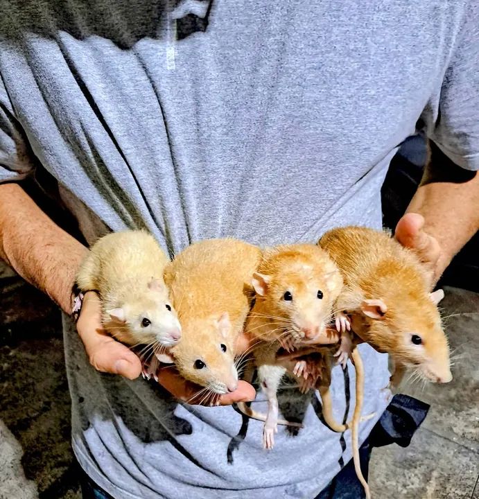 Adote um Rato Twister - Carinho e Companhia com Responsabilidade! - Foto 4