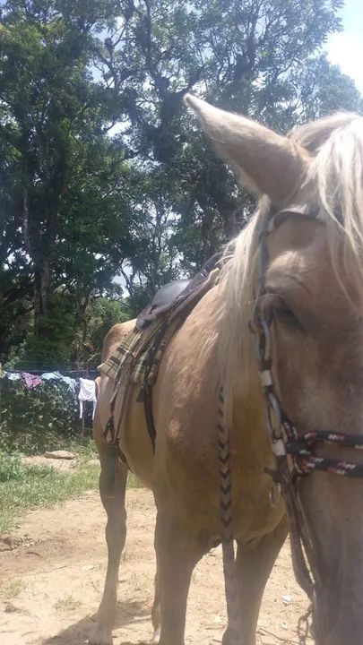 Vendo Égua e Cavalo  - Foto 3