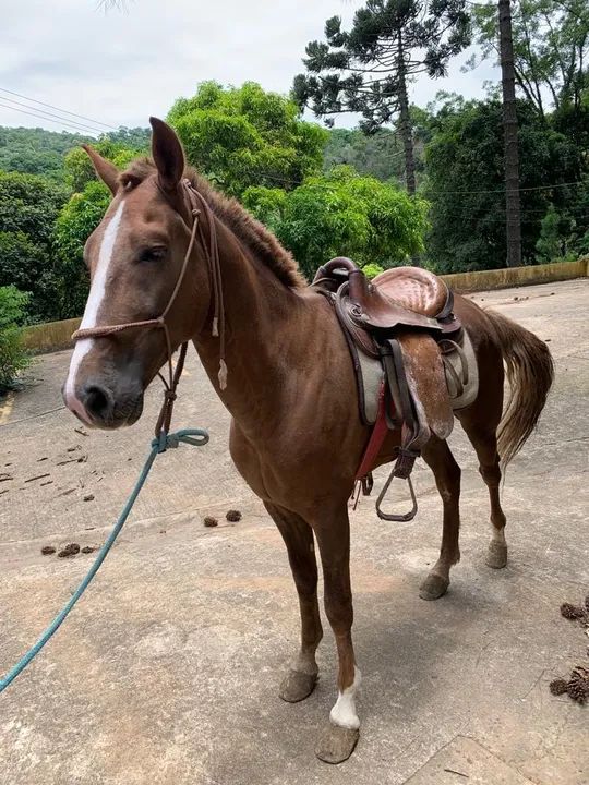 Cavalo para venda