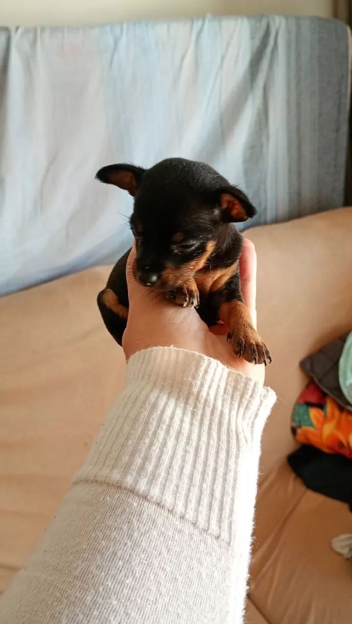 Pinscher 00 fêmeas  - Foto 2