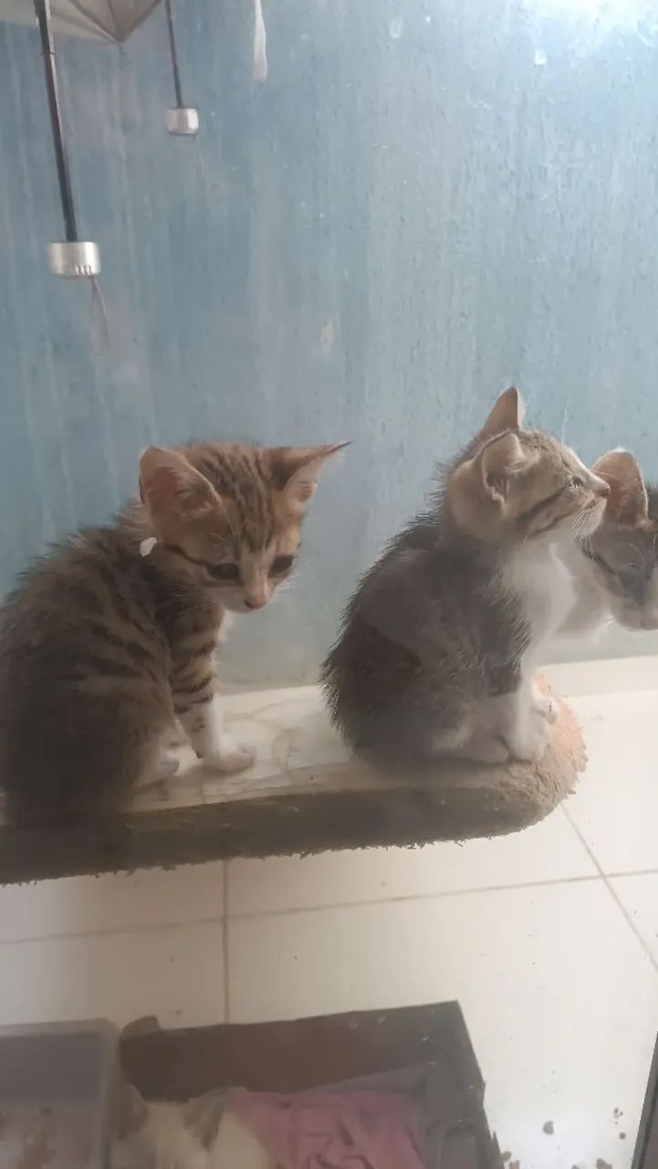 Adoção  com responsabilidade  - Foto 3