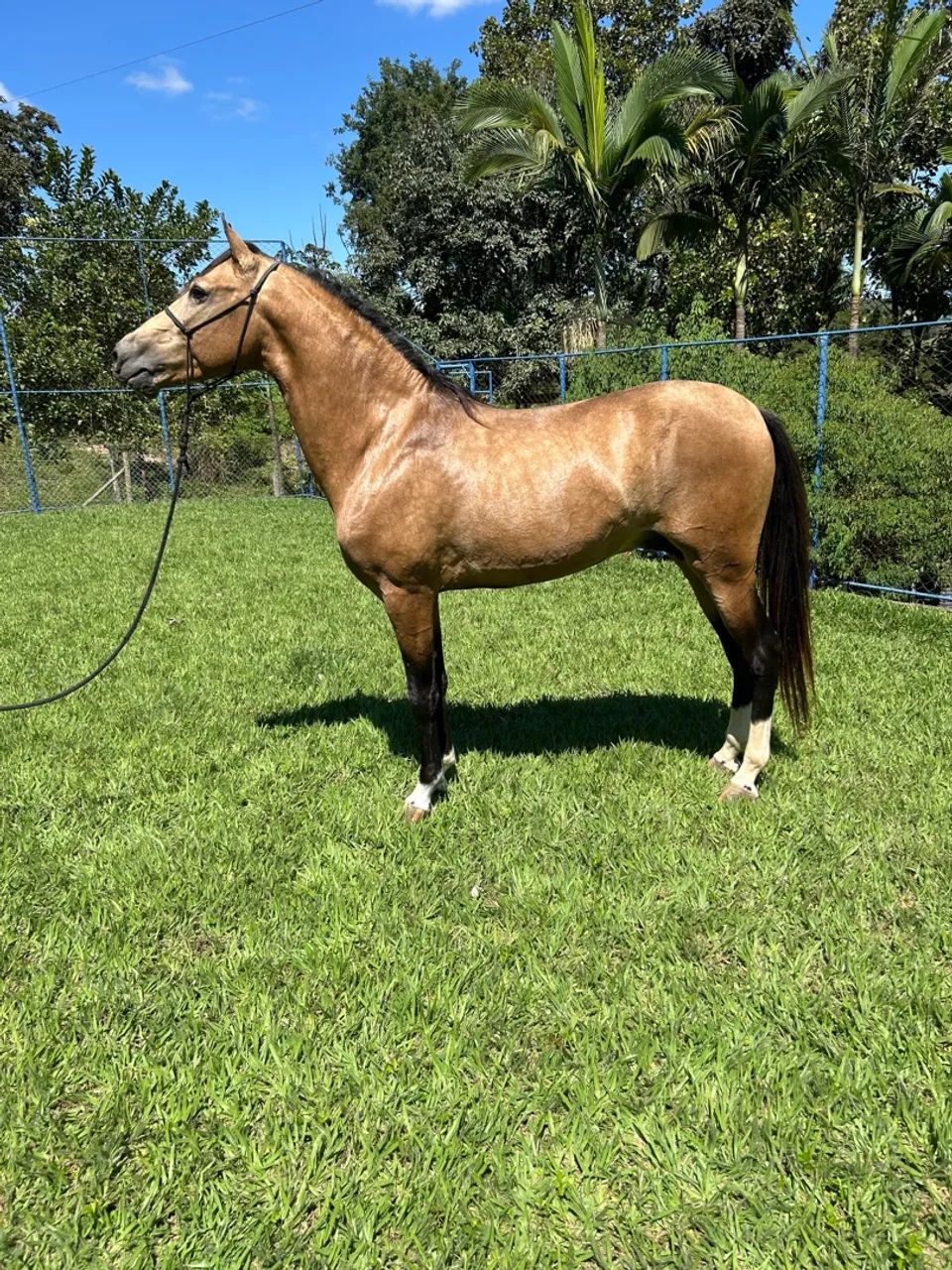 Cavalo mangalarga marchador registrado - Foto 2
