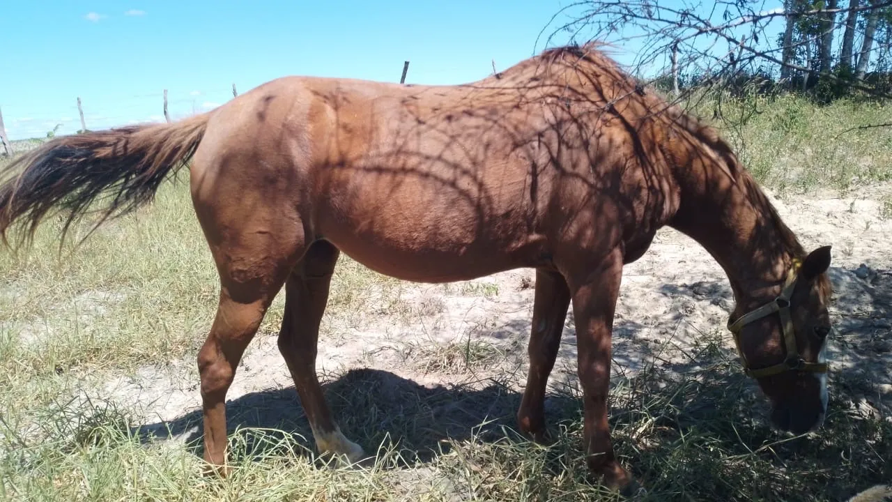 Cavalo Quarto de Milha para venda (prenha)