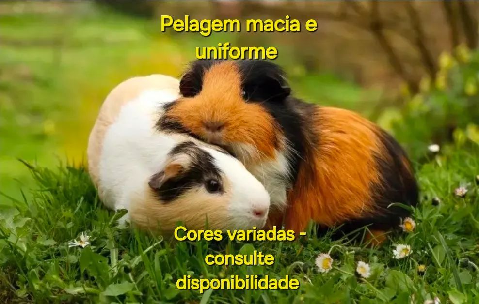 Porquinhos da Índia  - Foto 3