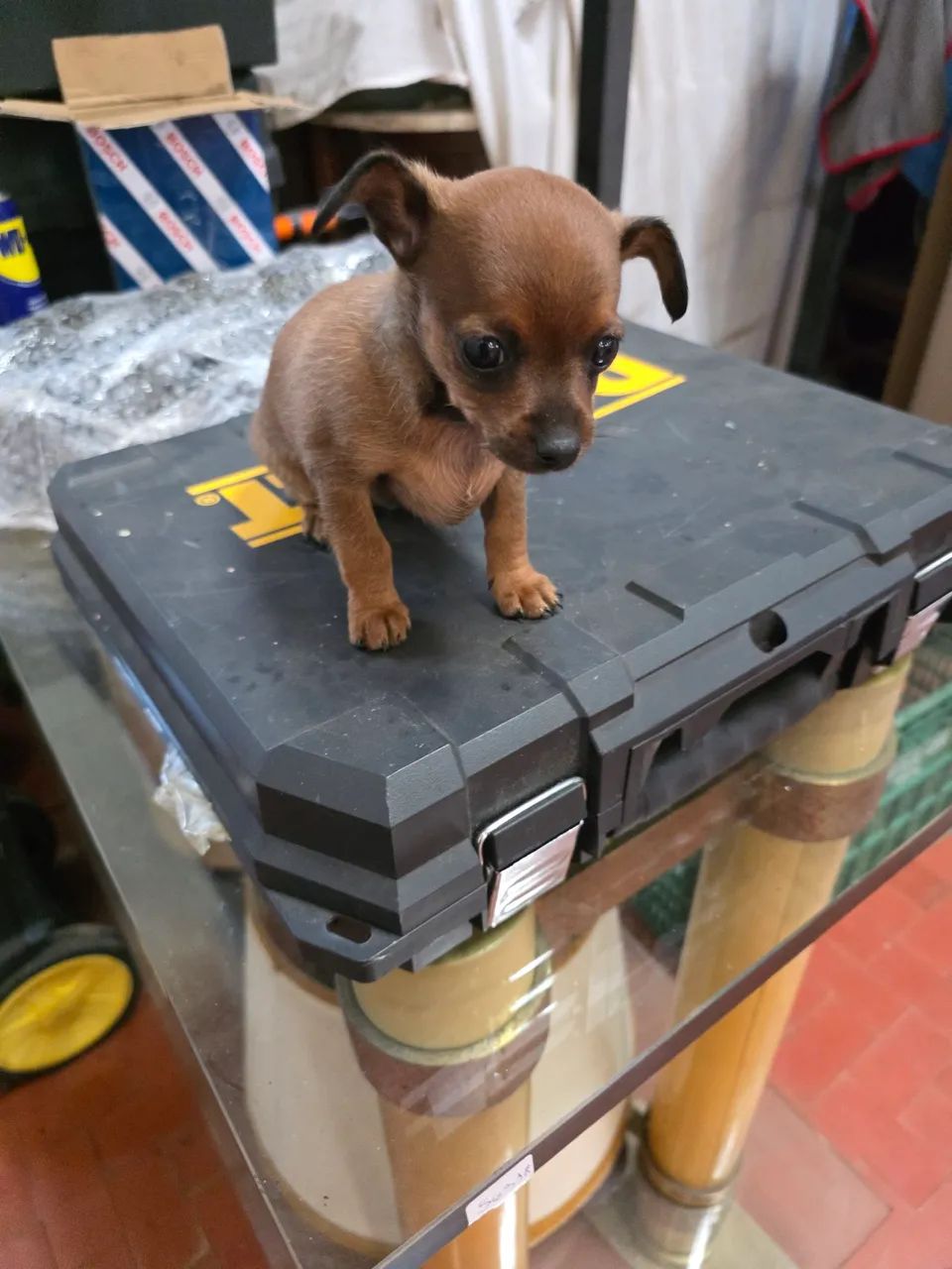 Pincher bem pequeno.  - Foto 2