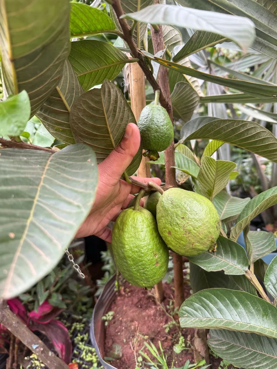 Frutíferas  - Foto 2