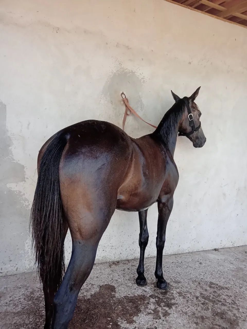 Potra Quarto De Milha - Foto 3