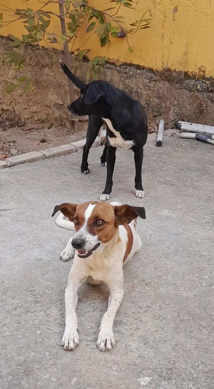 Doação de cachorra