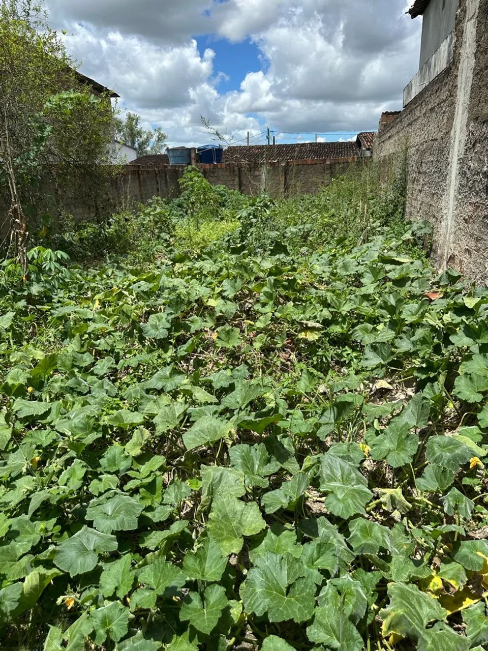 VENDO TERRENO EM ALIANÇA PERNAMBUCO - Foto 2