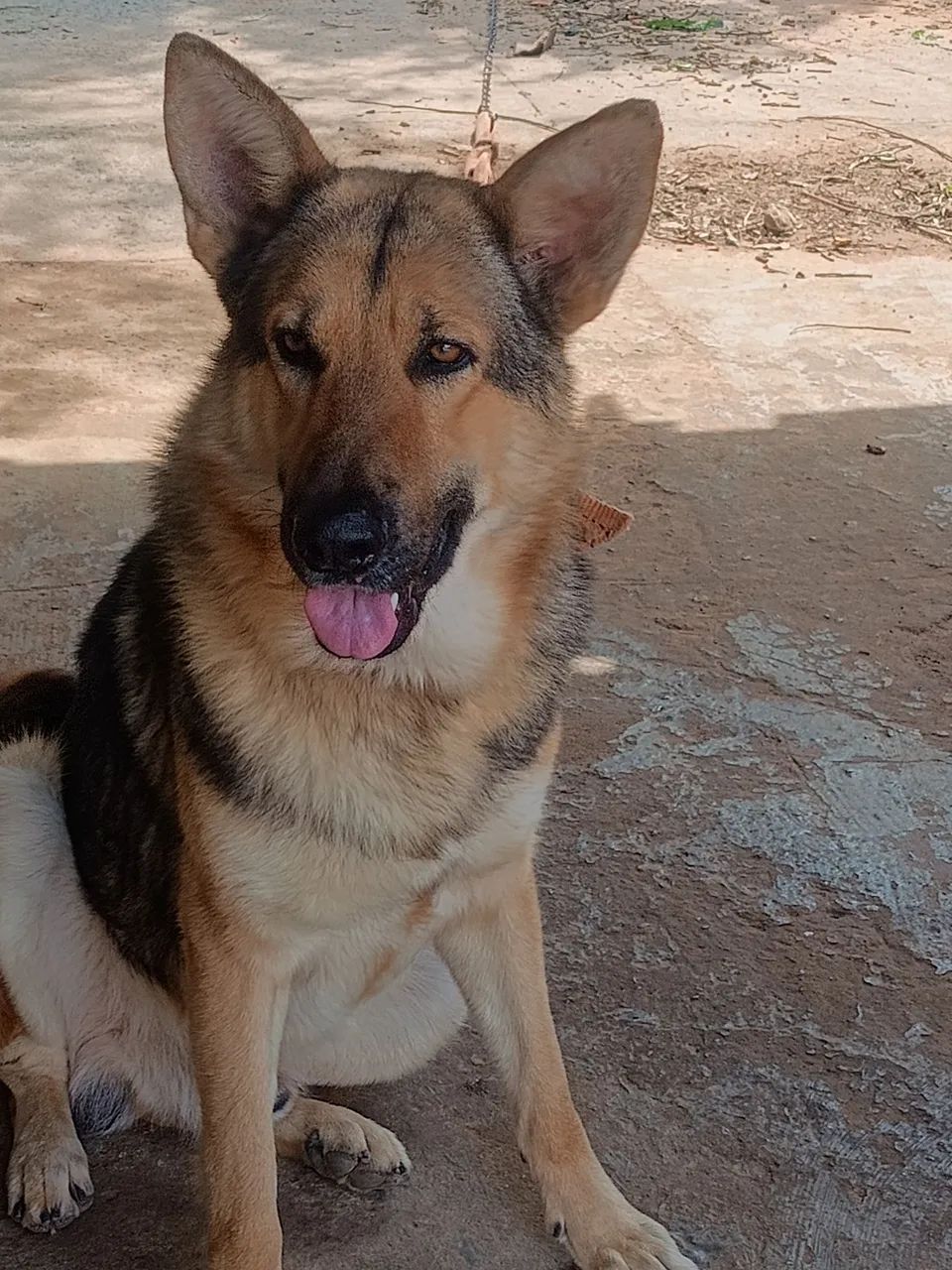Pastor Alemão macho,  oferta pra hoje  - Foto 2