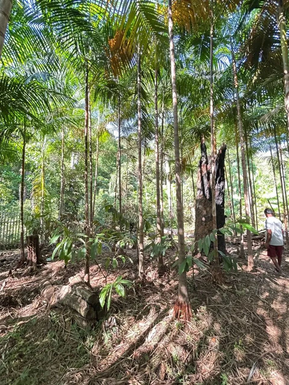 Sitio na Ponta de Pedra  - Foto 2