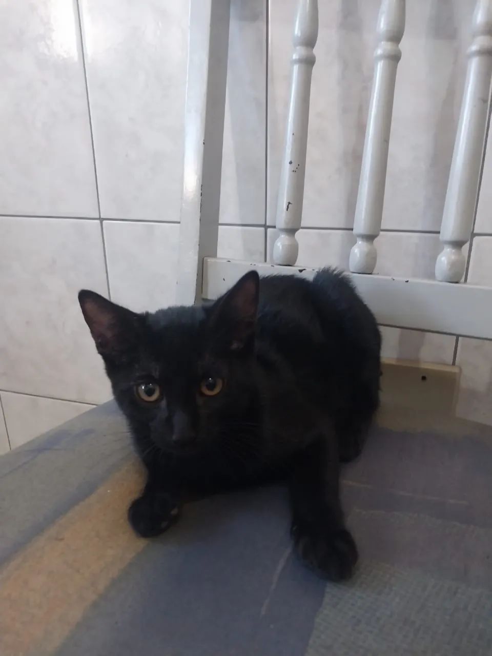 Doação 2 gatos filhotes (macho e fêmea) - Foto 3