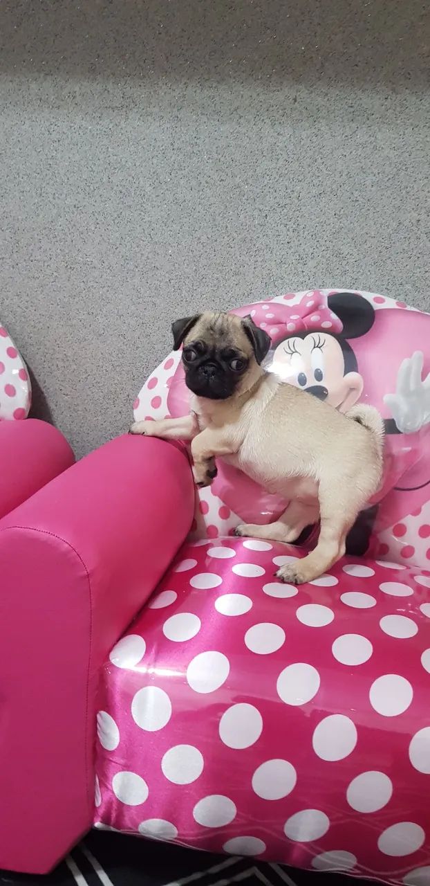Pug  - Foto 5