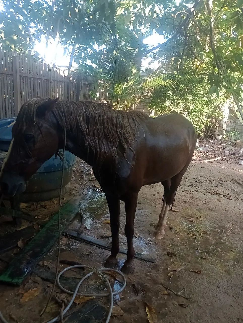 vendo alazão machado manso  - Foto 3