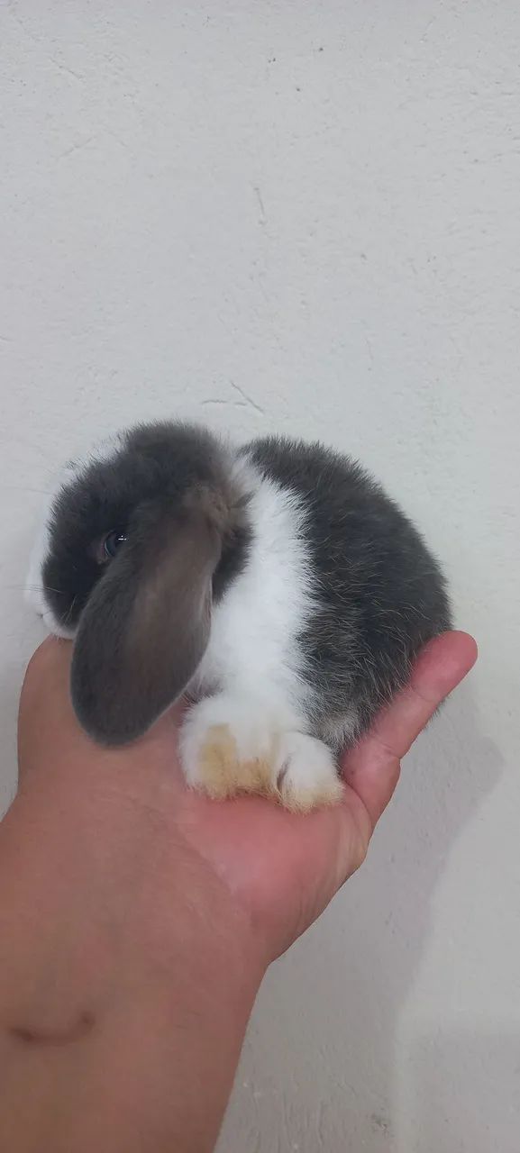 Mini Lop orelhas caídas  - Foto 5