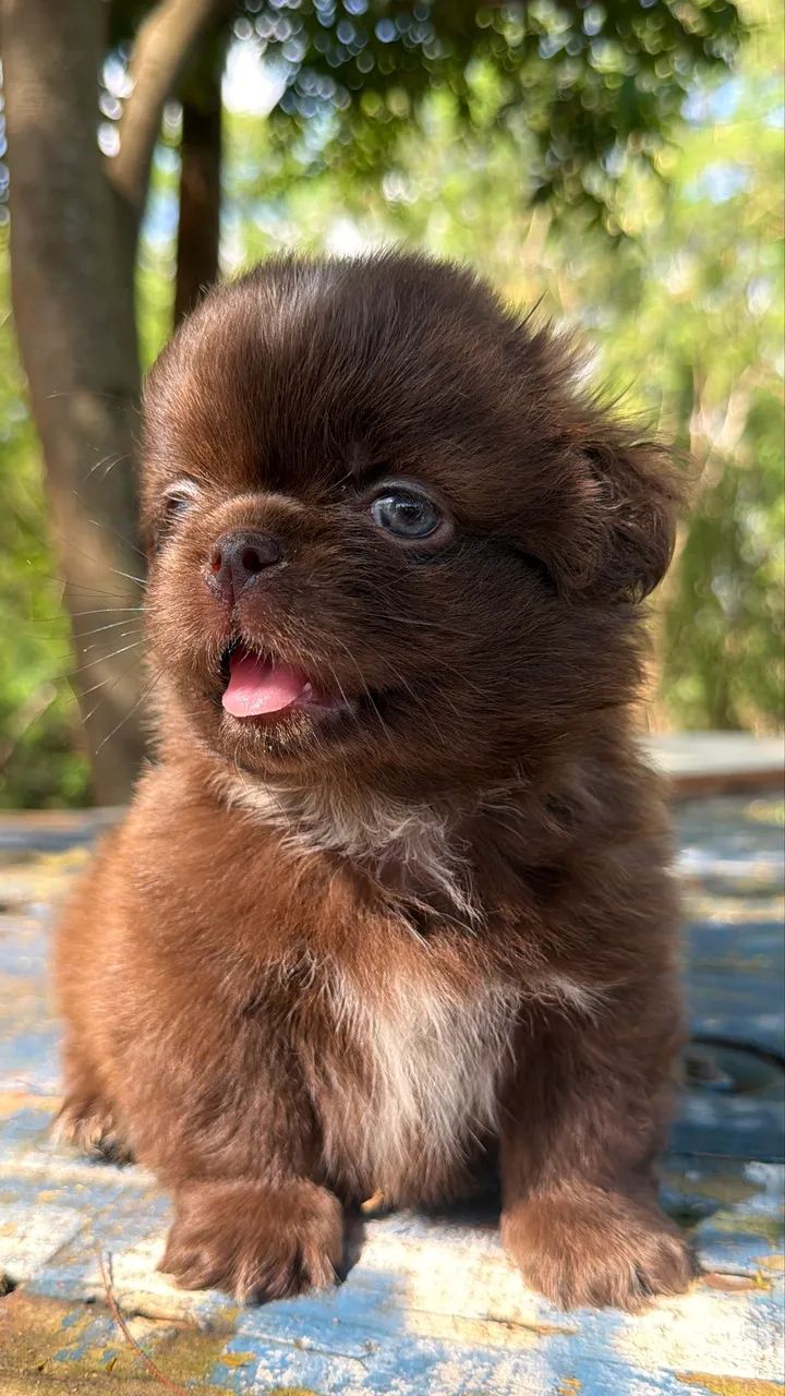 Shihtzu chocolate  - Foto 2