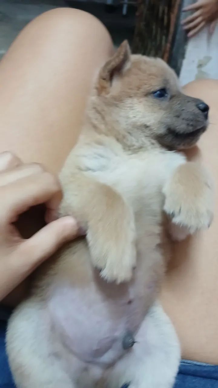 Chow chow  - Foto 3